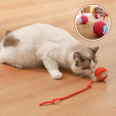 Jeux chat catloversboutique.com